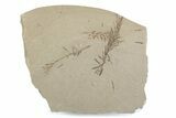 Shale With Dawn Redwood (Metasequoia) Fossils - Montana #378259-1